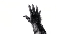 Furry Scary Monster  Werewolf Paw  3d Render Illustration