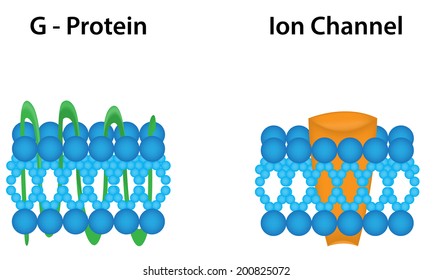 G Protein And Ion Channel Diagram