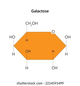 Galactose Is A Monosaccharide Sugar That Is About As Sweet As Glucose. 