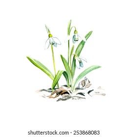 Galanthus Nivalis, The Snowdrop Or Common Snowdrop