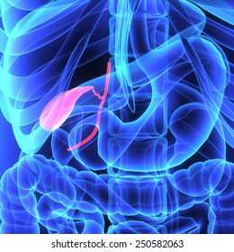 Gall Bladder