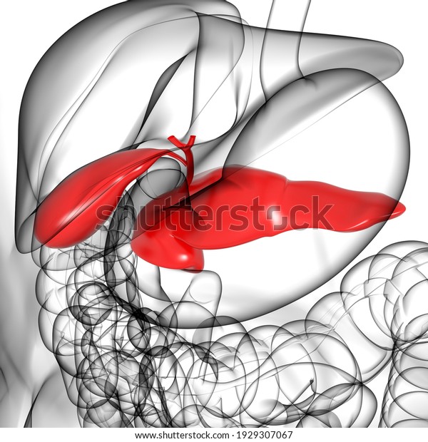 Gall Bladder Human Digestive System Anatomy Stock Illustration ...