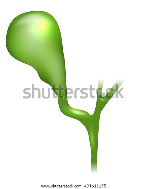 Gallbladder Anatomy Bright Detailed Illustration Stock Illustration ...