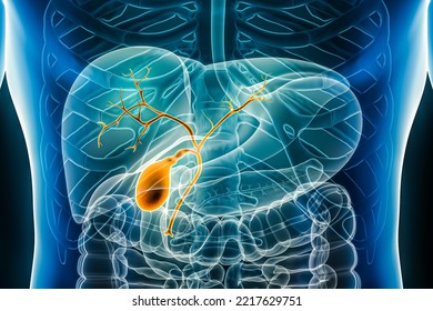 Gallbladder With Bile Duct And Biliary Tree 3D Rendering Illustration Anterior Or Front View Close-up. Organ Of The Human Digestive System. Anatomy, Medical, Biology, Science, Healthcare Concepts.