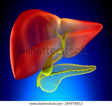 Gallbladder Cross Section Real Human Anatomy Stock Illustration