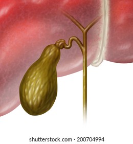 Gallbladder Or Gall Bladder Human Internal Organ As A Function Of The Digestive System To Store Bile As Part Of The Biliary System Of The Body As A Medical Illustration Concept On A White Background.