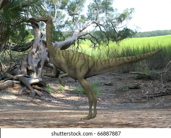 Gallimimus Dinosaur