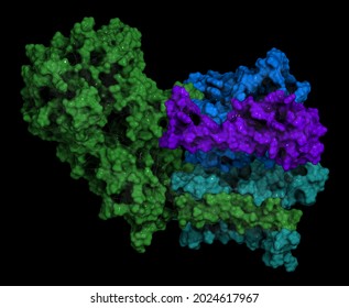 Gamma secretase protein complex  Multi-subunit intramembrane protease that plays role in processing of proteins  3D illustration 