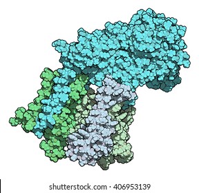 Gamma secretase protein complex. Multi-subunit intramembrane protease that plays role in processing of proteins such as amyloid precursor protein and notch. 3D illustration. Atoms shown as spheres.