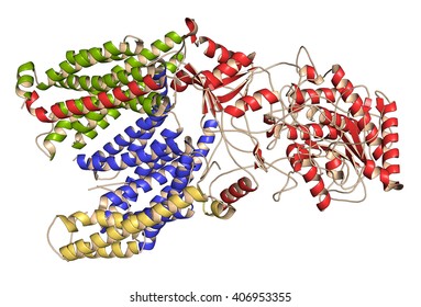 Gamma secretase protein complex. Multi-subunit intramembrane protease that plays role in processing of proteins such as amyloid precursor protein and notch. 3D illustration. Cartoon models.