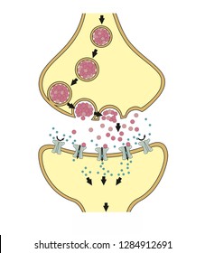 A Gap Between Two Nerve Cells Is Called A Synapse. A Nerve Impulse Cross The Cleft Using Chemical Transmitters. 