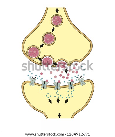 A gap between two nerve cells is called a synapse. A nerve impulse cross the cleft using chemical transmitters. 