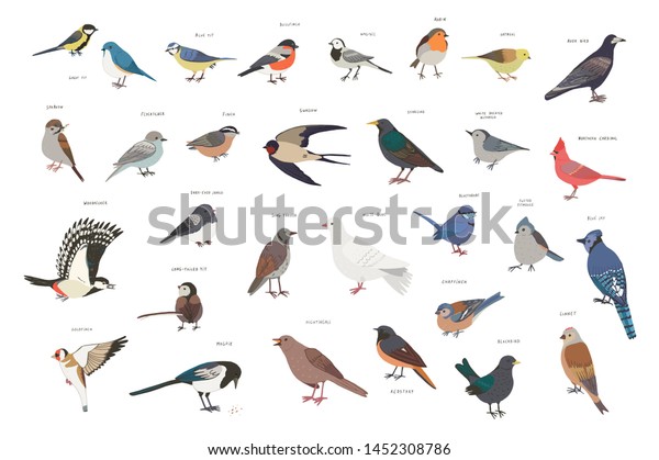 Garden Birds Hand Drawn Illustrations Set Stock Illustration 1452308786 ...