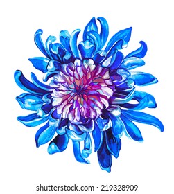 Garden Chrysanthemum Flower Illustration On Watercolor