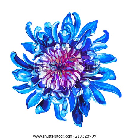 garden chrysanthemum flower illustration on watercolor