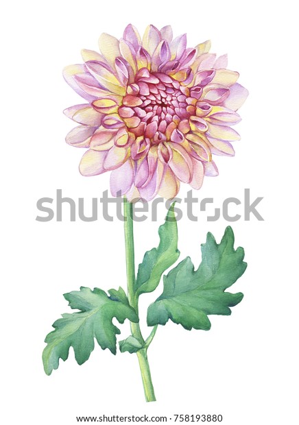 ピンクと黄色のダリアの花の接写 白い背景に水彩手描きのイラスト の