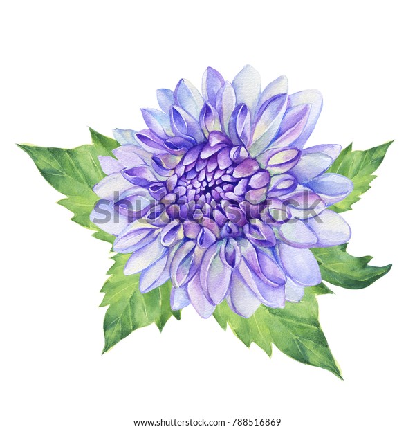 紫のダーリアの花の接写 ダリアフラワー 白い背景に水彩手描きの