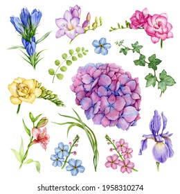 Garden flower set. Freesia, forget-me-not, iris, hydrangea, ivy, hedera floral element collection. Watercolor hand drawn illustration set. Bright summer flowers and herbs on white background.