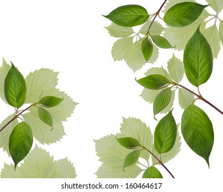 garden leaves on white background 