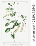 Garden Pea (ca. 1772 -1793) by Giorgio Bonelli. Vintage Garden Pea painting vegetable illustration, old Garden Pea botanical art, Garden Pea vegetable art print.