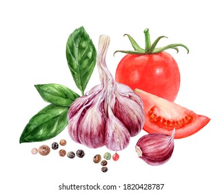 Garlic Tomato Basil Black Peppercorn Composition Watercolor Painting Isolated On White Background