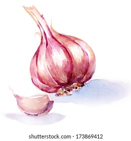 Garlic. Watercolor Painting On White Background