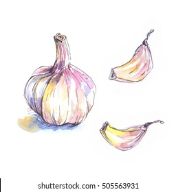 Garlic. Watercolor Garlic With Shadow And Two Cloves Garlic Isolated On White Background. Watercolor Painting.