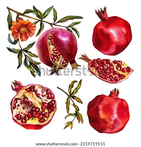 Garnet. Set of pomegranate fruits on a branch, cut pomegranate, pomegranate flowers. Watercolor illustration. Imagine de stoc © 