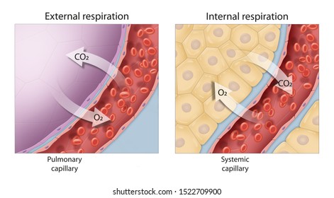 Gas exchange. External and internal respiration