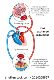 566 Gas exchange lungs Images, Stock Photos & Vectors | Shutterstock