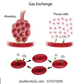 Gas Exchange Process