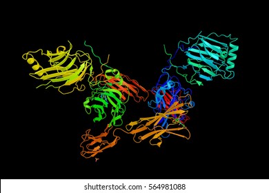 Gas6, A Gamma-carboxyglutamic Acid Domain-containing Protein Thought To Be Involved In The Stimulation Of Cell Proliferation. 3d Rendering.