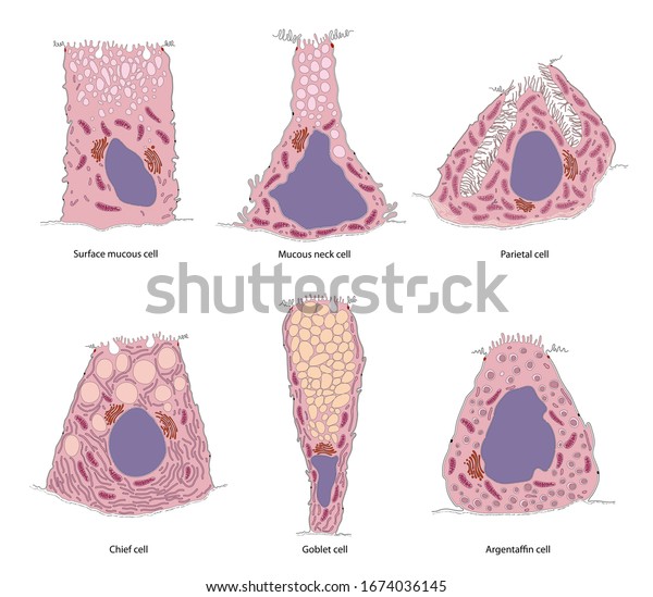 胃腺と細胞型 胃粘膜断面図 胃解剖学 のイラスト素材 胃腺と細胞型 胃粘膜断面図 胃解剖学 のイラスト素材