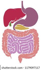 A gastrointestinal tract digestive system human anatomy gut diagram