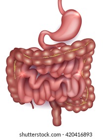 Gastrointestinal Tract Stomach Small Intestine Colon Stock Illustration ...