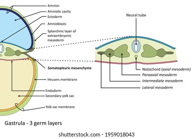 Gastrulation, Gastrula, Tri Layer Stage Of Embryonic Development, Endoderm, Ectoderm, Mesoderm.