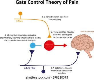 Gate Control Theory Of Pain Illustration