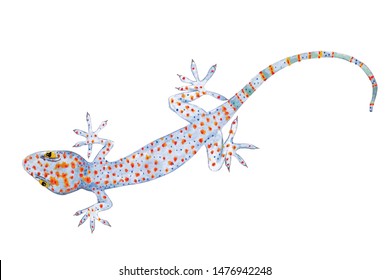 Gecko Painting With Watercolor.Scary Reptilian Illustrations Drawn By Hand.Big Lizard On A White Background.Animals That Invade And Live In The House And Eat Insects As Food.