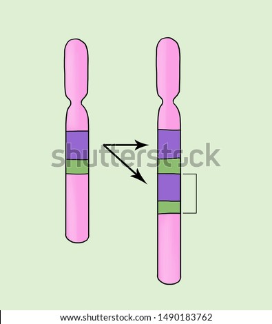 gene duplication sample. Chromosome abnormalities - deletion, duplication, inversion