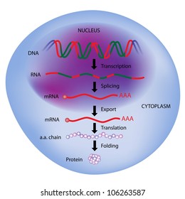 Gene Expression, Central Dogma Of Molecular Biology