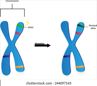 Allele Images Stock Photos Vectors Shutterstock