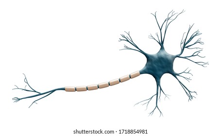 Generic blue neuron cell model isolated on a white background with copy space. Science, neuroscience, biology, microbiology, neurology 3d rendering illustration.