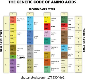 Genetic Code Of Amino Acids With White Background