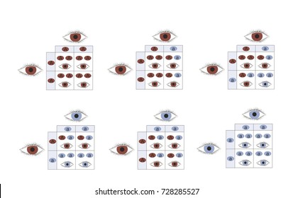 Genetic Eye Color Inheritance Of Brown And Blue Eyes.