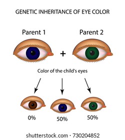 Genetic Inheritance Of Eye Color. Brown, Blue, Green Eyes. Infographics. Illustration On Isolated Background.