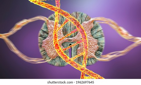 Genetic Spinal Cord Disorders, Conceptual 3D Illustration. Mutations In The DNA Leading To Spinal Cord Diseases. Spinal Muscular Atrophy, SMA. Neurogenetics, Neurodegenerative Disorders