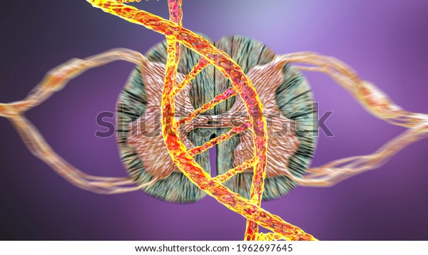 Genetic spinal\
cord disorders, conceptual 3D illustration. Mutations in the DNA\
leading to spinal cord diseases. Spinal muscular atrophy, SMA.\
Neurogenetics, neurodegenerative\
disorders