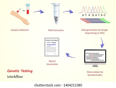 Genetic Testing workflow depicting graphical representation of the major steps involved in the genetic testing procedures. 