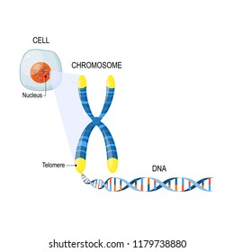 Genome Study. Cell, nucleus with chromosomes, telomeres, DNA, and gene