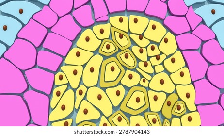 Germ layers are the three primary layers of cells—the ectoderm, mesoderm, and endoderm—that form during the early embryonic stage of gastrulation. These layers serve as the foundational building blocks of the body, ultimately differentiating to give rise to all tissues and organs in animals